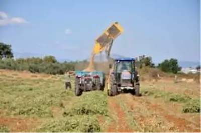 Antalya'da 'fıstık' gibi işe rağbet artıyor