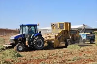 Antalya'da 'fıstık' gibi işe rağbet artıyor