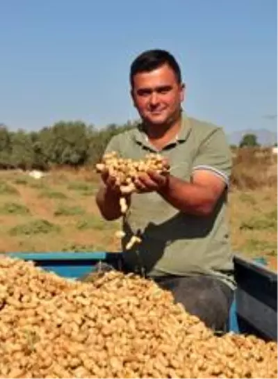 Antalya'da 'fıstık' gibi işe rağbet artıyor