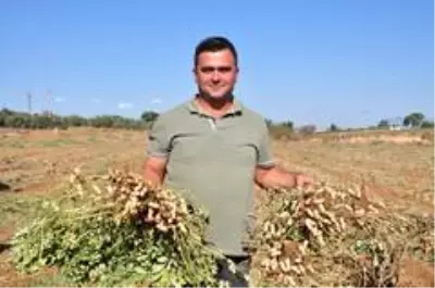 Antalya'da 'fıstık' gibi işe rağbet artıyor