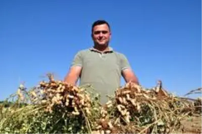 Antalya'da 'fıstık' gibi işe rağbet artıyor