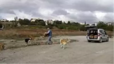 Emekli Bahri Amca, sokak hayvanlarına gözü gibi bakıyor Emekli Bahri Amca, sokak hayvanlarına gözü gibi bakıyor