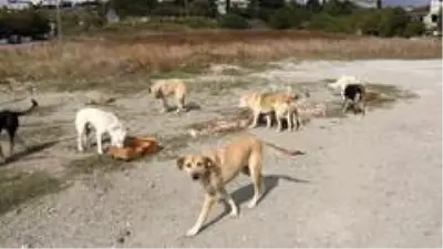 Emekli Bahri Amca, sokak hayvanlarına gözü gibi bakıyor Emekli Bahri Amca, sokak hayvanlarına gözü gibi bakıyor