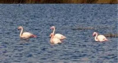 Son dakika haberleri! Van Gölü Havzası'nda flamingoların göç hazırlığı Son dakika haberleri! Van Gölü Havzası'nda flamingoların göç hazırlığı