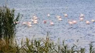 Son dakika haberleri! Van Gölü Havzası'nda flamingoların göç hazırlığı Son dakika haberleri! Van Gölü Havzası'nda flamingoların göç hazırlığı