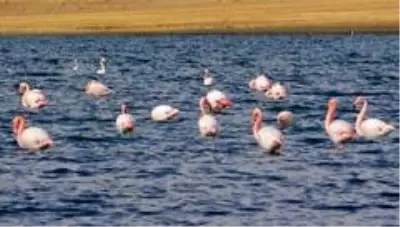 Son dakika haberleri! Van Gölü Havzası'nda flamingoların göç hazırlığı Son dakika haberleri! Van Gölü Havzası'nda flamingoların göç hazırlığı