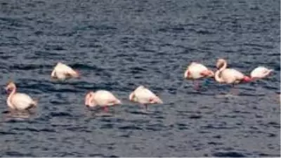 Son dakika haberleri! Van Gölü Havzası'nda flamingoların göç hazırlığı Son dakika haberleri! Van Gölü Havzası'nda flamingoların göç hazırlığı