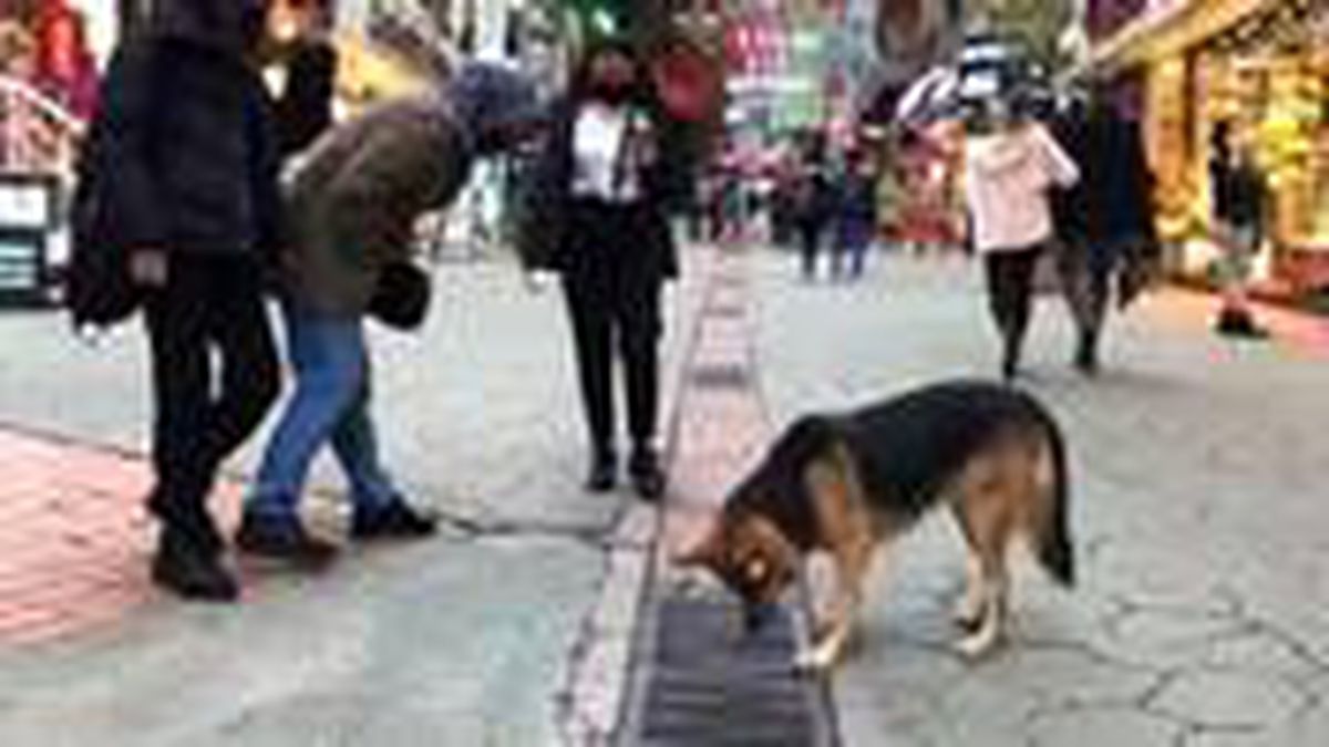 Her gün aynı yere gözünü dikiyor: Mazgalı izleyen köpek, vatandaşın ilgi odağı oldu