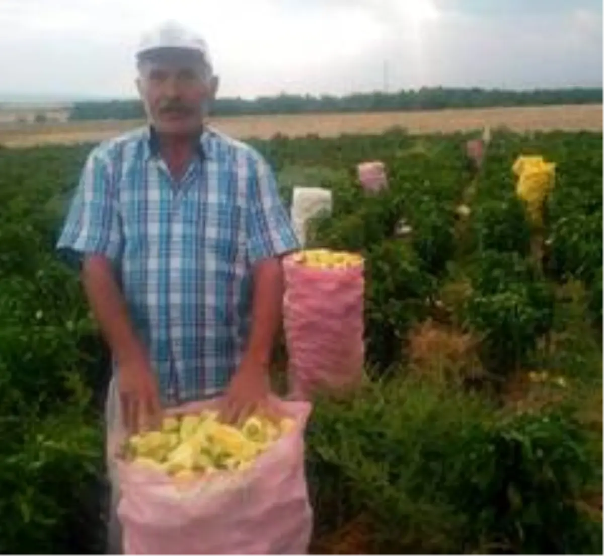Tarlada çalışanlar kovaları havaya fırlatarak sezonu kapattı