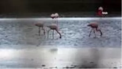 Son dakika haberleri! Van Gölü Havzası'nda flamingoların göç hazırlığı Son dakika haberleri! Van Gölü Havzası'nda flamingoların göç hazırlığı