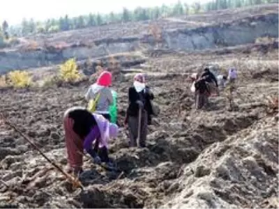 Yanan orman alanı kadın eliyle yeşerecek