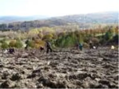Yanan orman alanı kadın eliyle yeşerecek