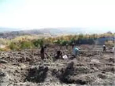 Yanan orman alanı kadın eliyle yeşerecek