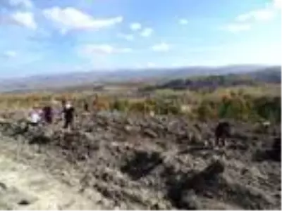 Yanan orman alanı kadın eliyle yeşerecek