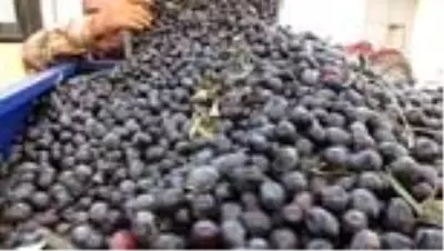 Zeytinde makineleşme Yok yılı kavramını ortadan kaldırıyor