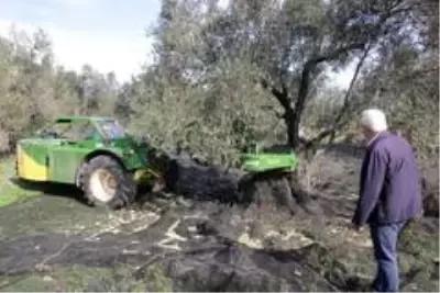 Zeytinde makineleşme Yok yılı kavramını ortadan kaldırıyor
