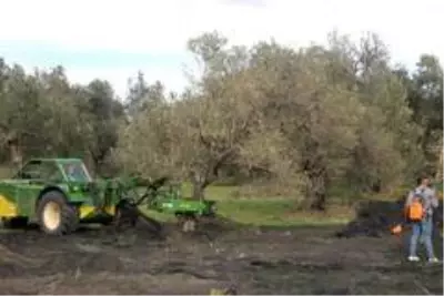 Zeytinde makineleşme Yok yılı kavramını ortadan kaldırıyor