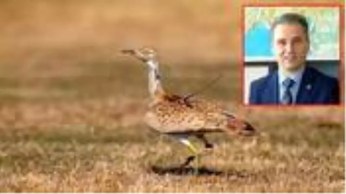 Yaban hayatı profesöründen 'Avcılık yasaklansın' diyenlere ilginç tepki: Bu şekilde hayvanlar korunmaz