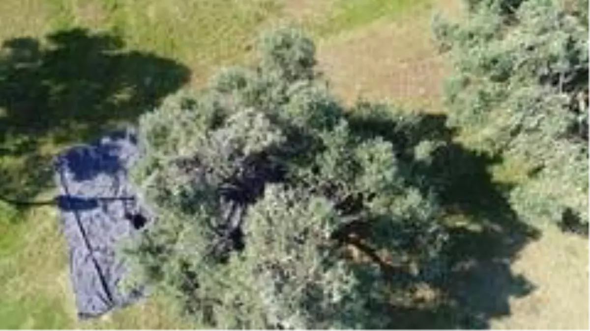 Aydın'da memecik türü zeytinlerde hasat sezonu başladı