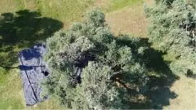 Aydın'da memecik türü zeytinlerde hasat sezonu başladı Aydın'da memecik türü zeytinlerde hasat sezonu başladı