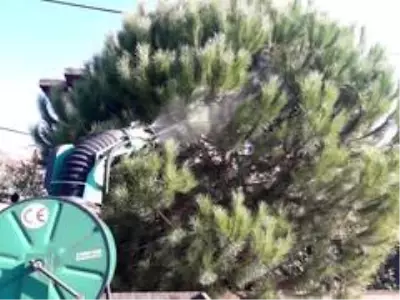Ayvalık'ta çam ağaçları ve çöp konteynerleri ilaçlandı