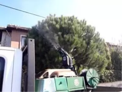 Ayvalık'ta çam ağaçları ve çöp konteynerleri ilaçlandı