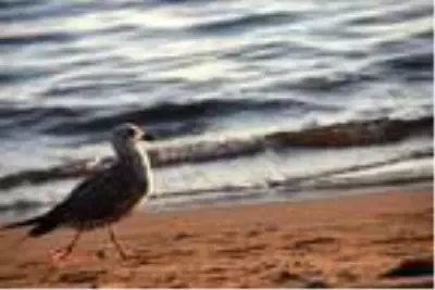 Demre'de plajlar martılara kaldı Demre'de plajlar martılara kaldı