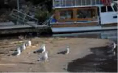 Demre'de plajlar martılara kaldı Demre'de plajlar martılara kaldı