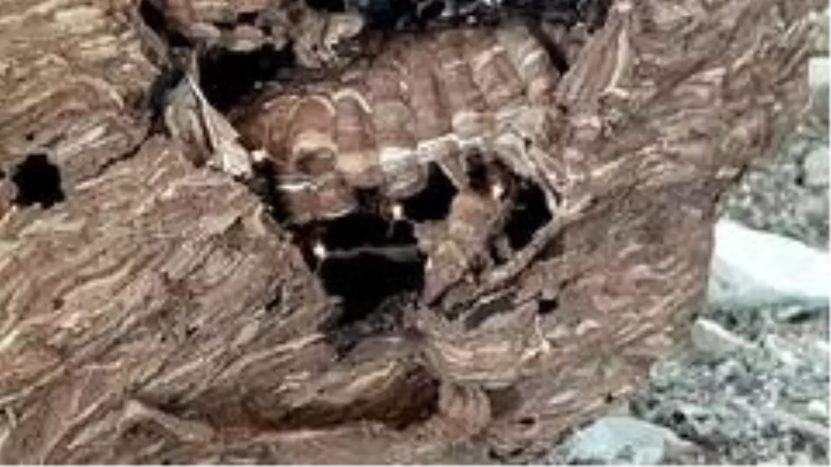 Eşek arıları dev yuva yaptı