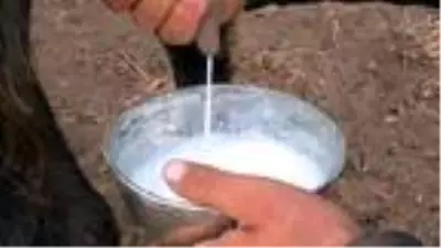 Hataylı çobanlar teleme yoğurdu geleneğini devam ettiriyor Hataylı çobanlar teleme yoğurdu geleneğini devam ettiriyor