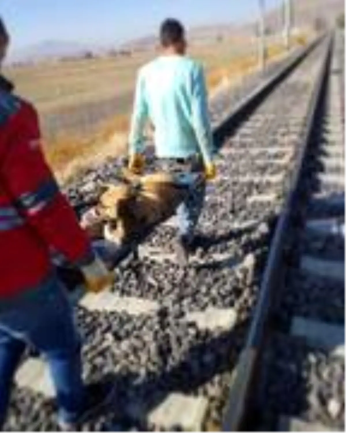 Kayseri'de trenin çarptığı köpek yaralandı