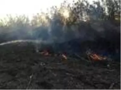 Muğla'da 2 bölgede çıkan sazlık yangını söndürüldü Muğla'da 2 bölgede çıkan sazlık yangını söndürüldü