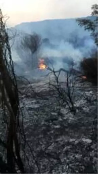 Muğla'da 2 bölgede çıkan sazlık yangını söndürüldü Muğla'da 2 bölgede çıkan sazlık yangını söndürüldü