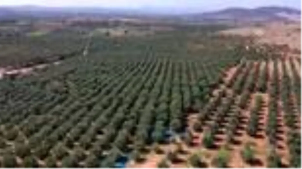 Sofralık zeytin ihracatının yüzde 60'ı 3 ülkeye