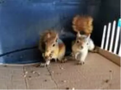 Yuvasız kalan sincaplar, korumaya alındı Yuvasız kalan sincaplar, korumaya alındı