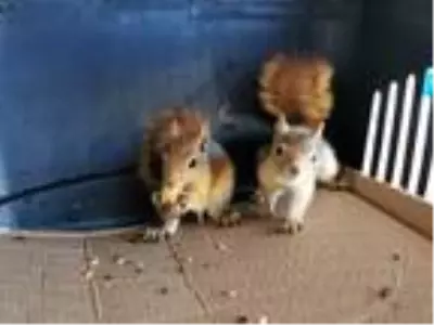 Yuvasız kalan sincaplar, korumaya alındı Yuvasız kalan sincaplar, korumaya alındı