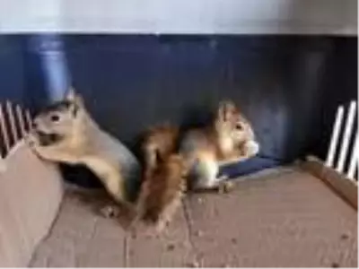 Yuvasız kalan sincaplar, korumaya alındı Yuvasız kalan sincaplar, korumaya alındı