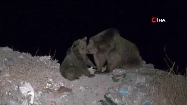 Ayılar kış uykusundan önce yiyecek bulmak için şehir çöplüğünün yolunu tutuyor