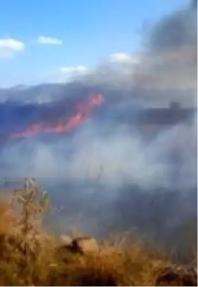 Ayvalık'ta sazlık alanda yangın Ayvalık'ta sazlık alanda yangın