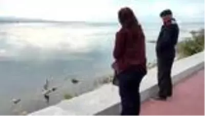 Beyşehir Gölü'nü mesken tutan pelikan ilgi odağı oldu Beyşehir Gölü'nü mesken tutan pelikan ilgi odağı oldu