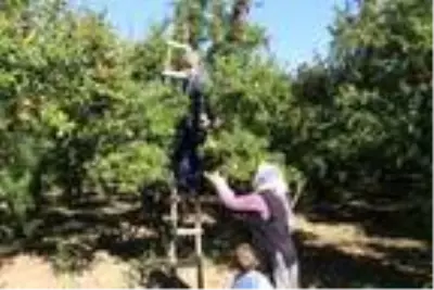 Bilecik'te, mikroklima iklimin aroma ve tat kattığı narda hasat zamanı Bilecik'te, mikroklima iklimin aroma ve tat kattığı narda hasat zamanı