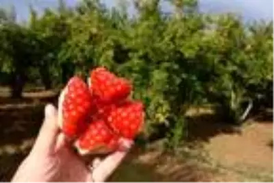 Bilecik'te, mikroklima iklimin aroma ve tat kattığı narda hasat zamanı Bilecik'te, mikroklima iklimin aroma ve tat kattığı narda hasat zamanı