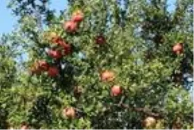 Bilecik'te, mikroklima iklimin aroma ve tat kattığı narda hasat zamanı Bilecik'te, mikroklima iklimin aroma ve tat kattığı narda hasat zamanı