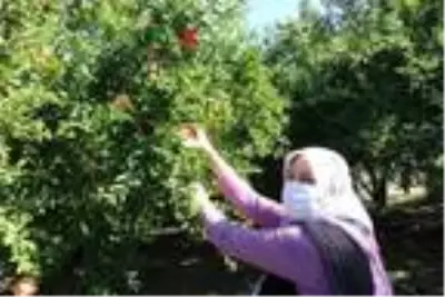 Bilecik'te, mikroklima iklimin aroma ve tat kattığı narda hasat zamanı Bilecik'te, mikroklima iklimin aroma ve tat kattığı narda hasat zamanı