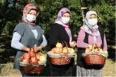 Bilecik'te, mikroklima iklimin aroma ve tat kattığı narda hasat zamanı Bilecik'te, mikroklima iklimin aroma ve tat kattığı narda hasat zamanı