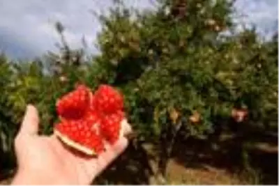Bilecik'te, mikroklima iklimin aroma ve tat kattığı narda hasat zamanı Bilecik'te, mikroklima iklimin aroma ve tat kattığı narda hasat zamanı