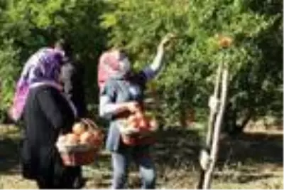 Bilecik'te, mikroklima iklimin aroma ve tat kattığı narda hasat zamanı Bilecik'te, mikroklima iklimin aroma ve tat kattığı narda hasat zamanı