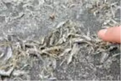 Son dakika... Dünyada sadece Burdur Gölü'nde, tamamen yok olmak üzere