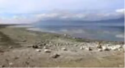Son dakika... Dünyada sadece Burdur Gölü'nde, tamamen yok olmak üzere