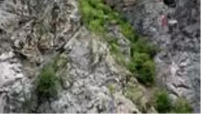 Keçilerin zirveye yolculuğu Keçilerin zirveye yolculuğu